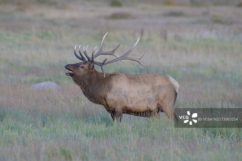 张开鼻子的麋鹿图片素材