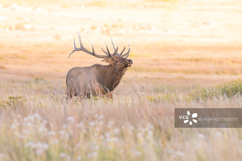 金色背景下的麋鹿图片素材