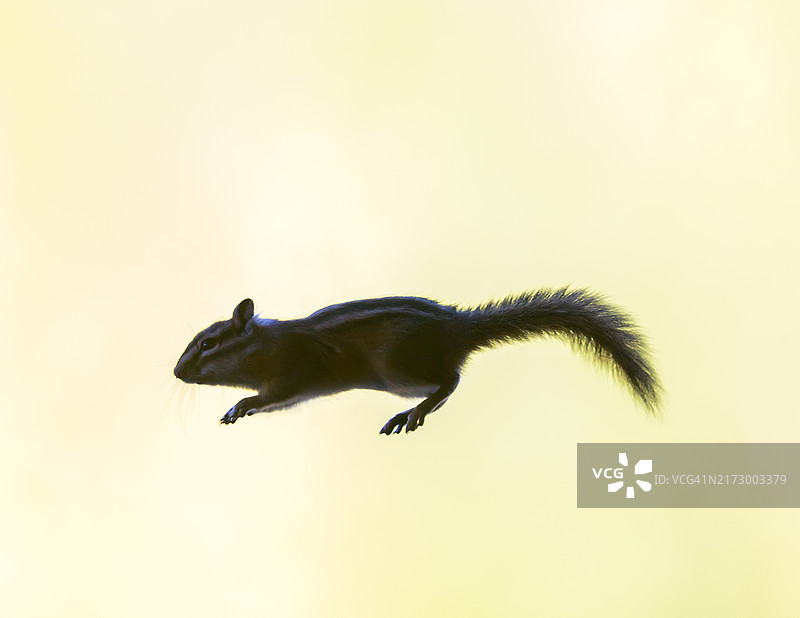 跳跃的花栗鼠图片素材