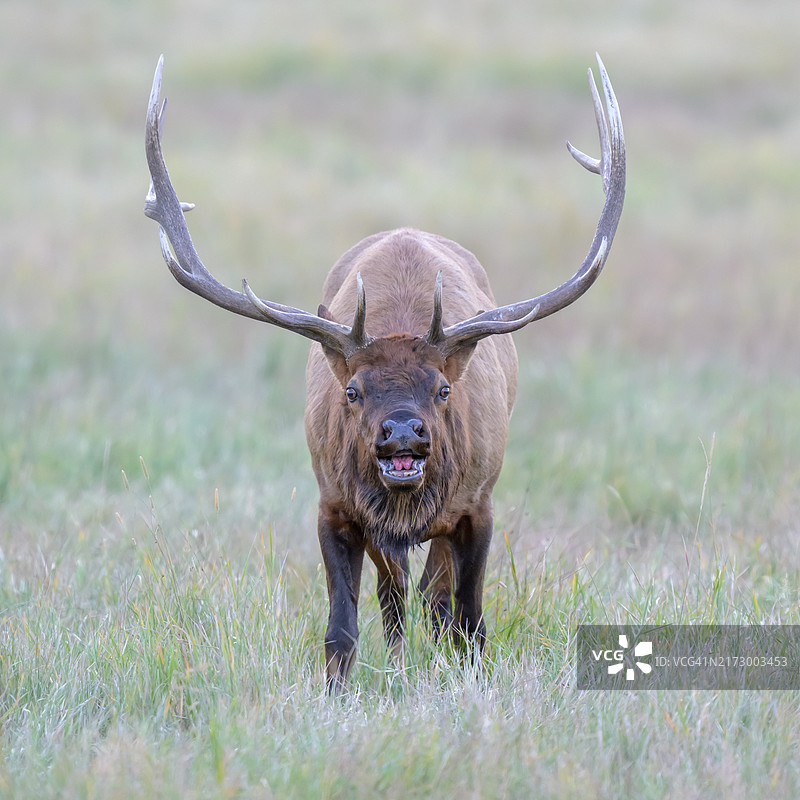 麋鹿的裂唇嗅反应特写图片素材