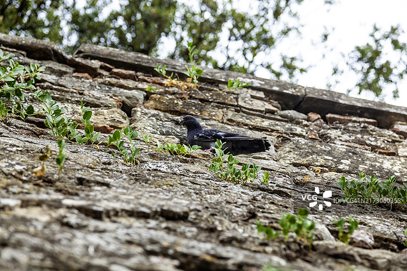 阿雷佐墙上的鸽子图片素材