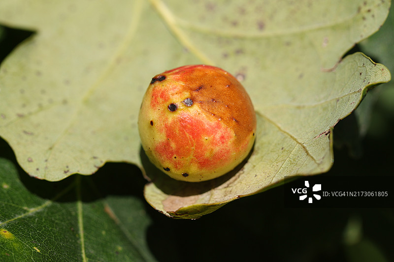 栎瘿蜂在栎树叶上的虫瘿图片素材