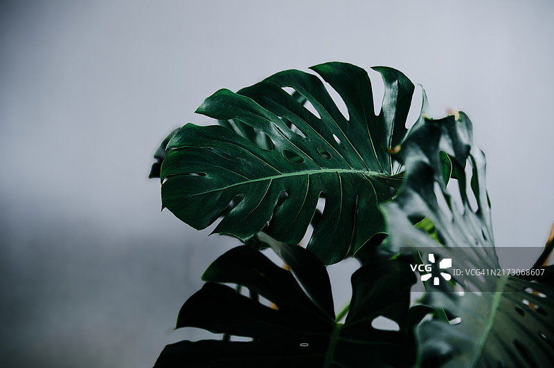 植物背景概念图片素材