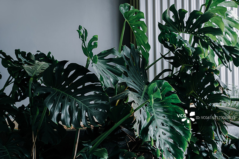 植物背景概念图片素材