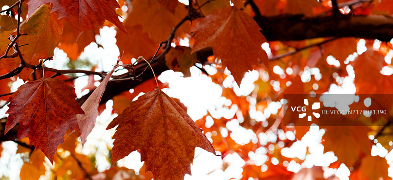 秋叶Web banner图片素材
