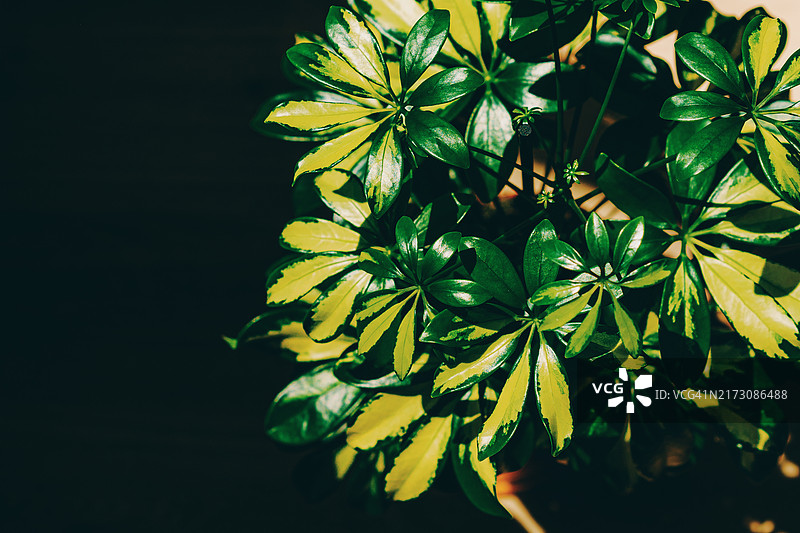 鹅掌柴植物：阳光下鲜亮的绿叶图片素材