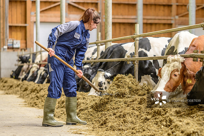 女农民在奶牛棚里喂牛图片素材