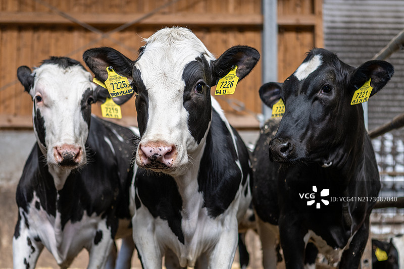 农场里的奶牛图片素材