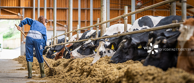 农民在谷仓内喂牛图片素材