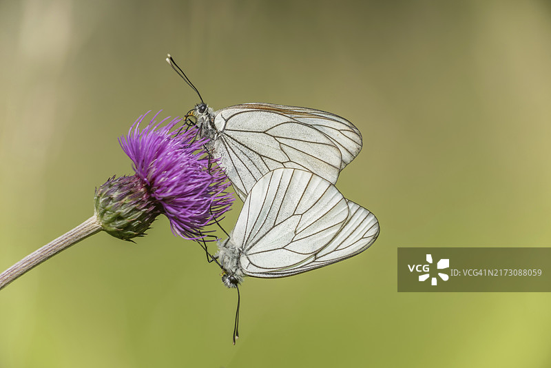 黑脉白蝶（Aporia crataegi）在春季的自然草地上。法国阿尔萨斯巴斯-朗地区，欧洲图片素材