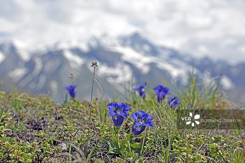 龙胆花图片素材