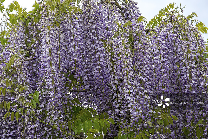 盛开的紫藤，德国北莱茵-威斯特法伦图片素材