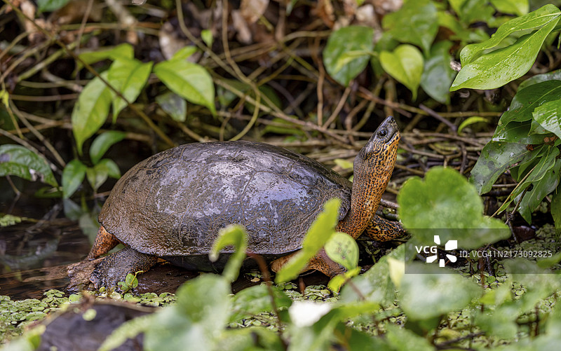 中美洲黑木纹龟图片素材