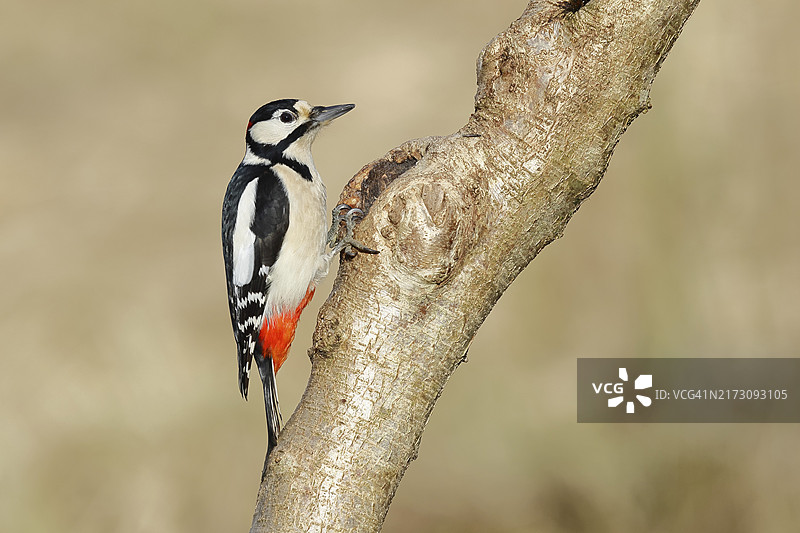 大斑啄木鸟在树干水罐旁觅食（德国北莱茵-威斯特法伦州）图片素材
