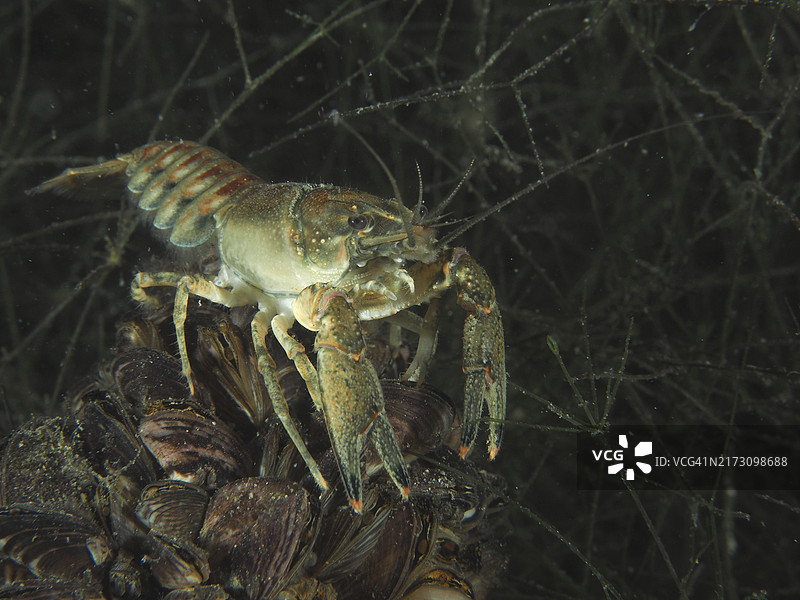 克氏原螯虾站在贻贝堆上图片素材