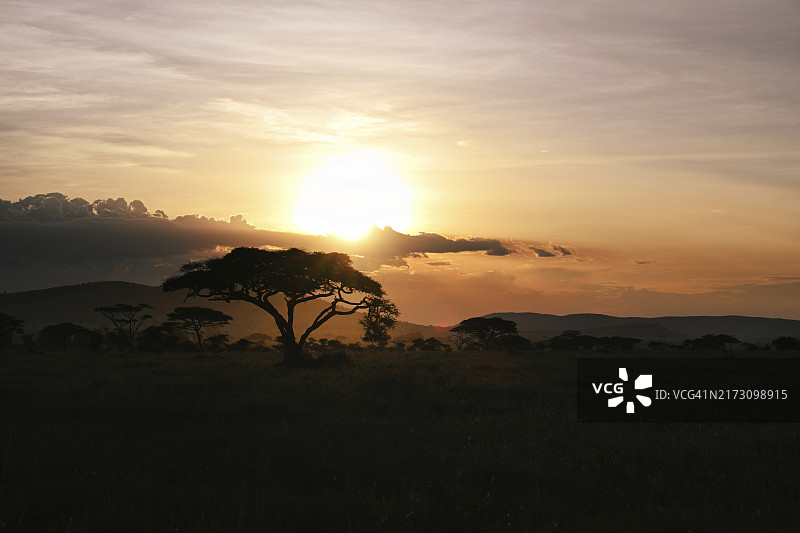非洲坦桑尼亚塞伦盖蒂国家公园日落时分的稀树草原全景图片素材