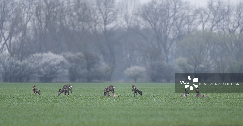 欧洲狍（Capreolus capreolus），一群在田野里跳跃的野生动物，德国图林根图片素材