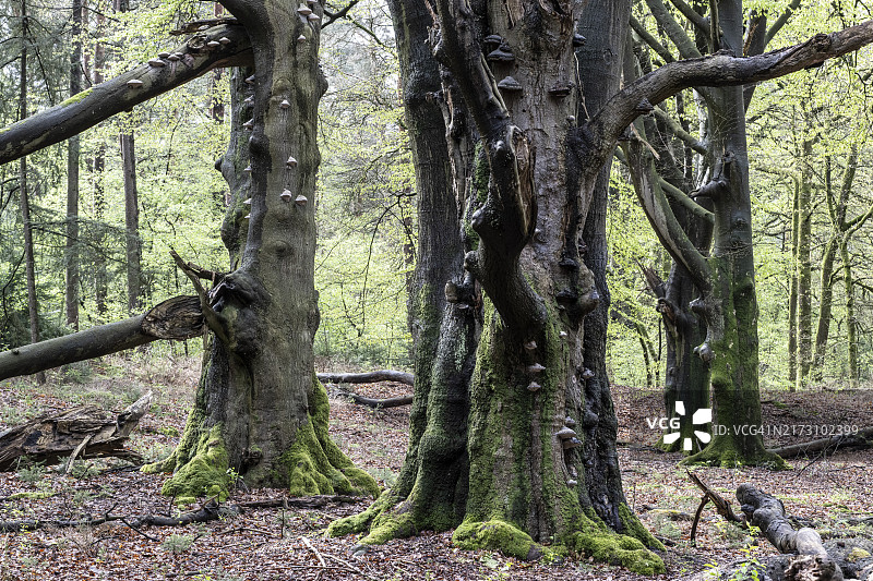 埃姆斯兰的欧洲山毛榉树图片素材