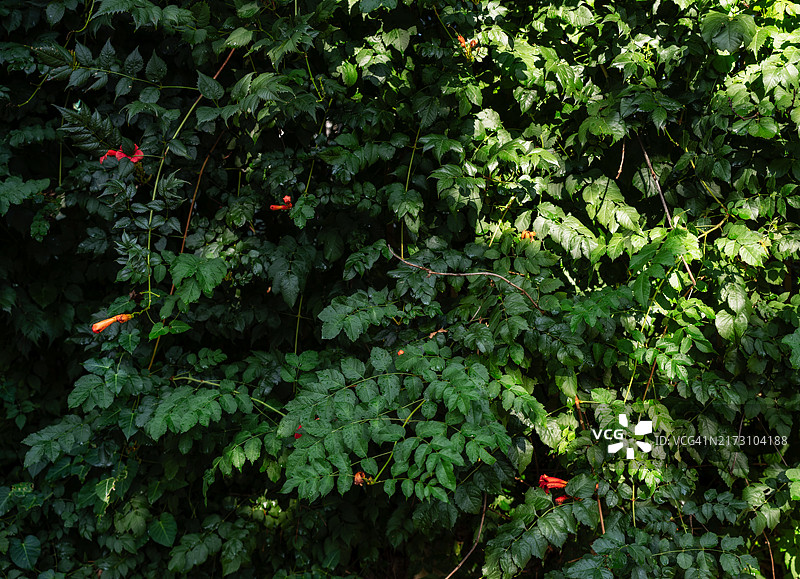 鲜艳的绿色树叶与橙色花朵图片素材