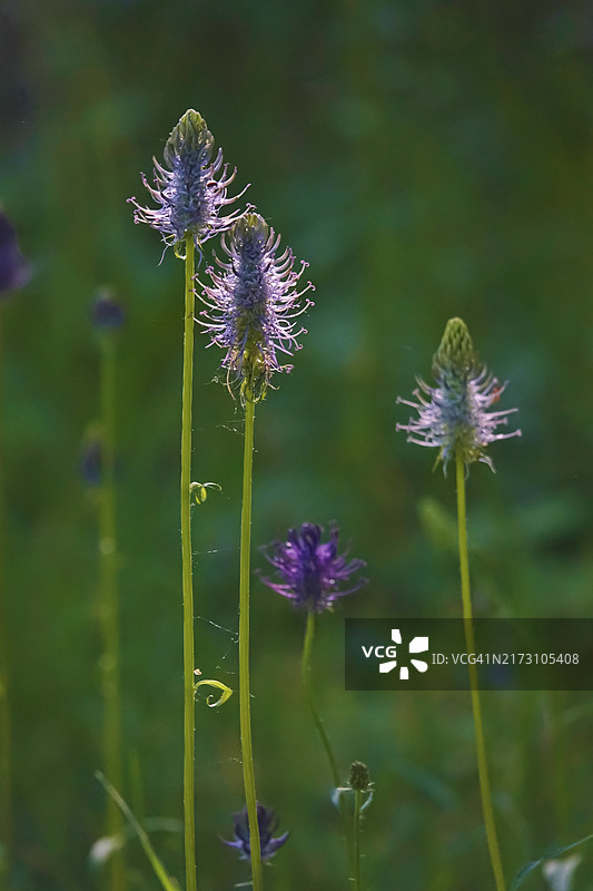 德国五月的魔鬼爪图片素材