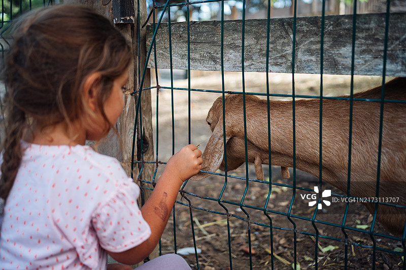 小女孩在农场喂山羊，享受自然中的慢生活图片素材