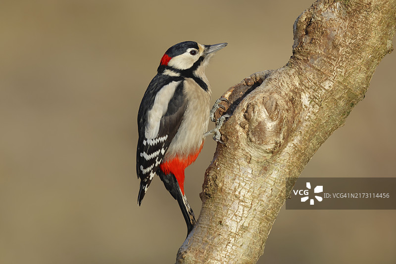 大斑啄木鸟在树干水罐旁觅食（德国北莱茵-威斯特法伦州）图片素材