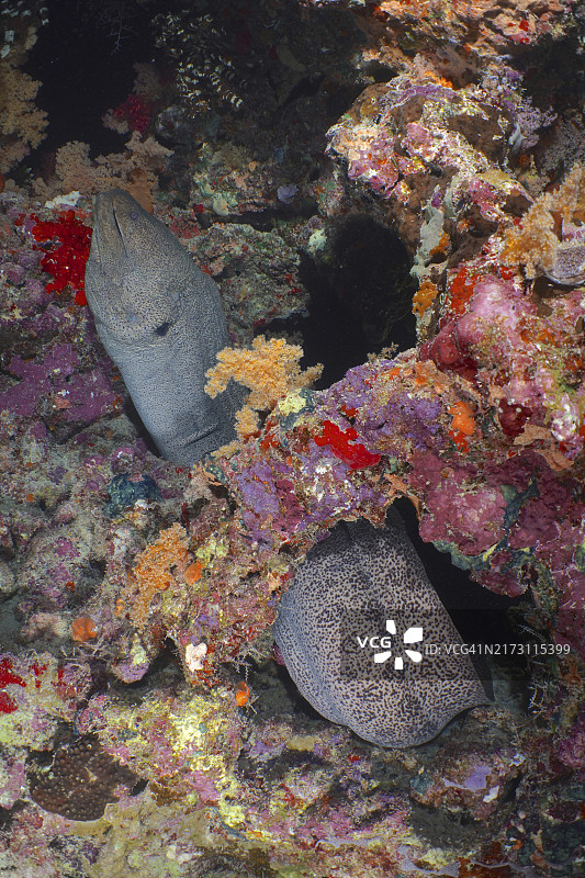 夜晚隐藏在彩色珊瑚礁中的巨型海鳝（Gymnothorax javanicus），潜水地点：非洲红海埃及西奈沙阿卜·马哈茂德图片素材