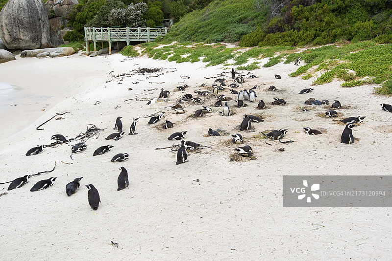 非洲企鹅，位于南非西开普省西蒙镇巨石海滩图片素材