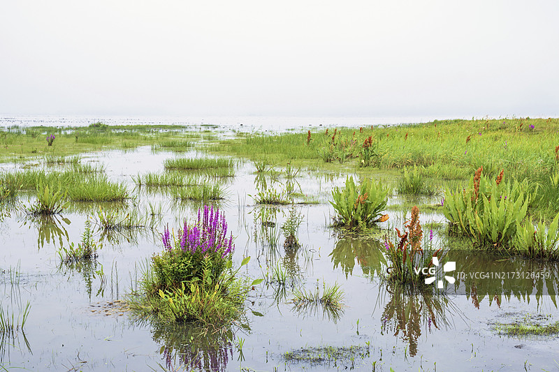 水中开满千屈菜的湿地图片素材
