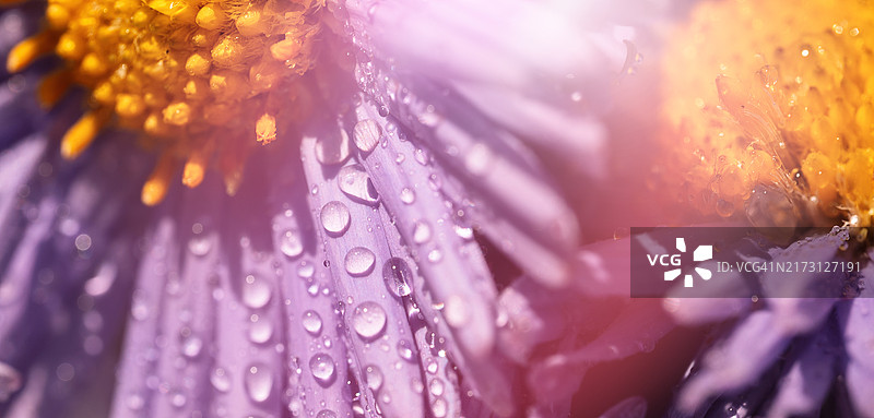 阳光下花瓣上带有水滴的紫色紫菀微距摄影图片素材