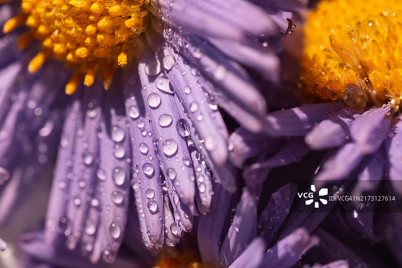 阳光下花瓣上带有水滴的紫色紫菀微距摄影图片素材