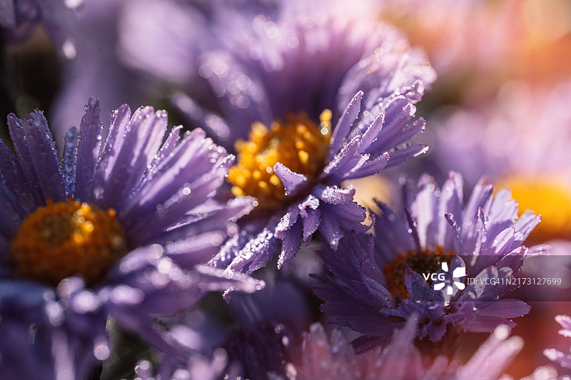 阳光下花瓣上带有水滴的紫色紫菀微距摄影图片素材