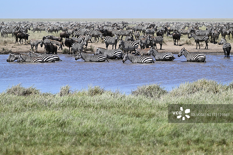 塞伦盖蒂国家公园池塘边的蓝角马和斑马图片素材