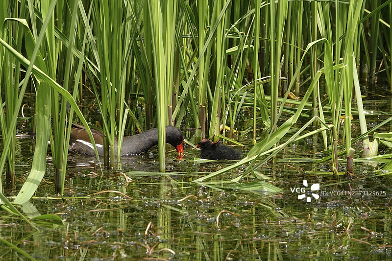 黑水鸡（Gallinula chloropus），德国，欧洲，五月图片素材