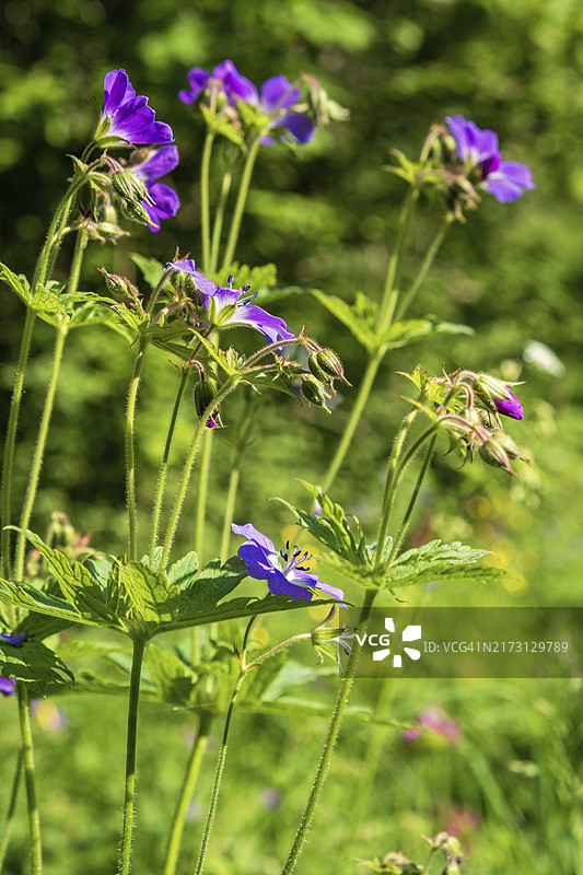 阳光明媚的夏日草地上盛开的林地老鹳草图片素材