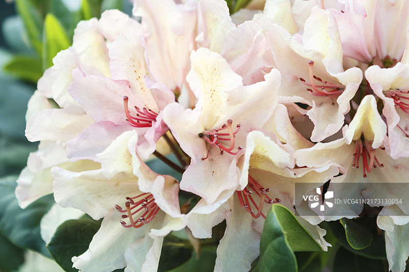 春日花园中各色杜鹃花（映山红）特写，背景虚化图片素材