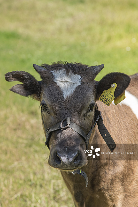 荷兰恩克赫伊zen，2022年6月，草地上的小牛图片素材