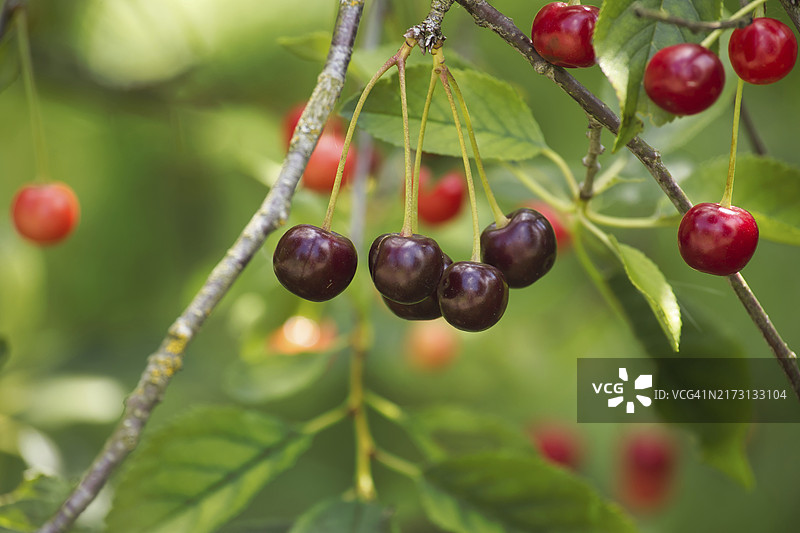果树枝头悬挂着不同成熟阶段的鲜红樱桃图片素材