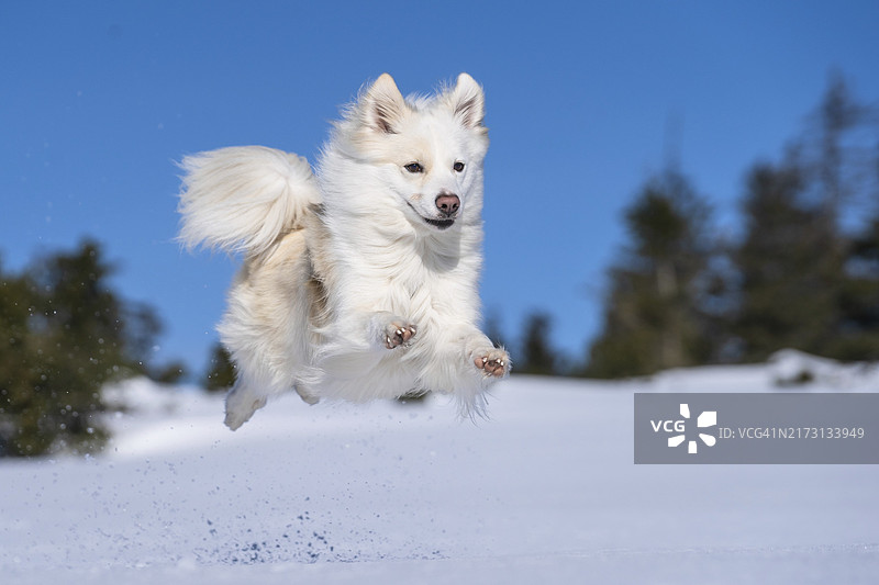 雪地里跳跃的冰岛犬图片素材