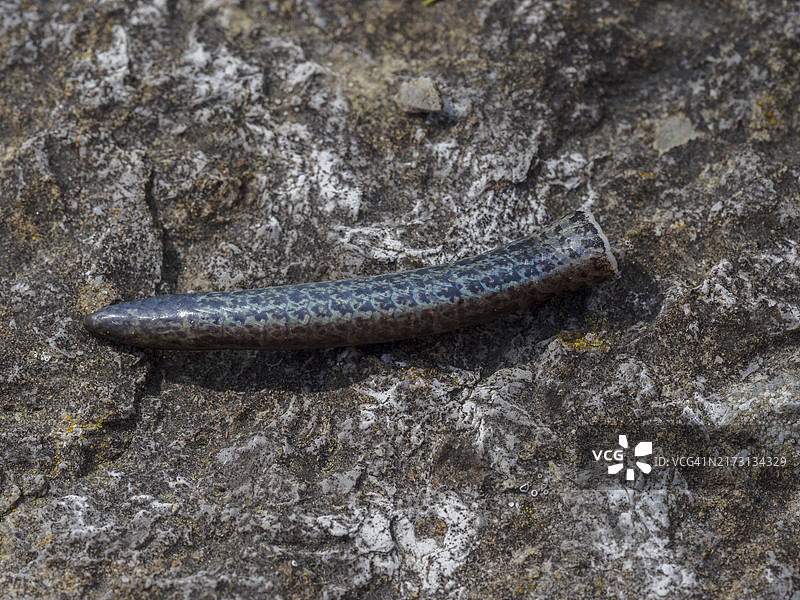 一条慢虫丢弃的尾尖躺在岩石上图片素材