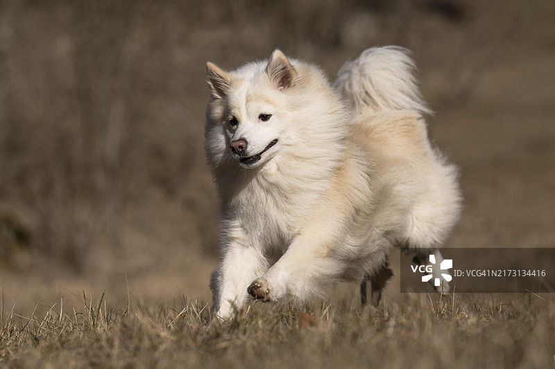全速奔驰图片素材