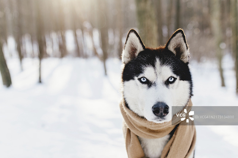 戴着围巾的哈士奇在雪林中图片素材