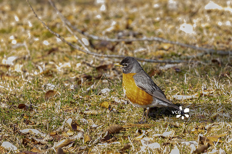 美洲知更鸟在草地上为幼鸟寻找食物图片素材