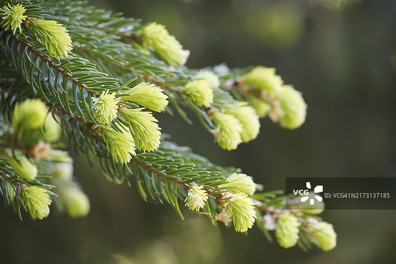 自然背景下枝头新萌发的松树嫩芽图片素材