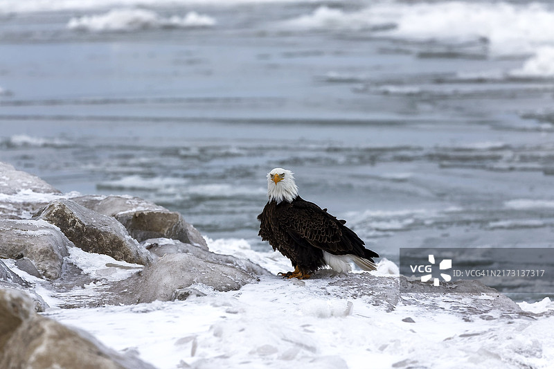 栖息在密歇根湖岸边的白头海雕图片素材