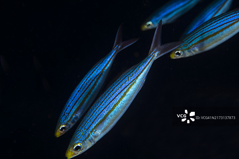 博加斯图片素材