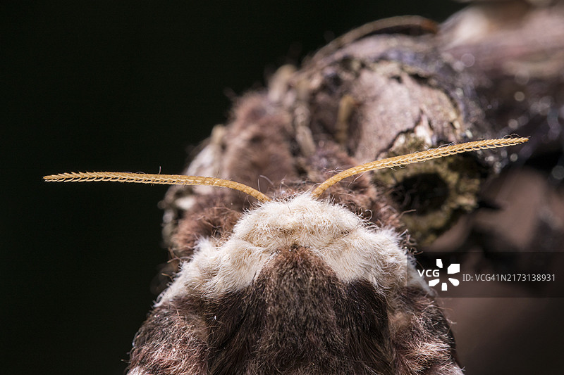 梨大蚕蛾，巨型孔雀蛾，雌性图片素材