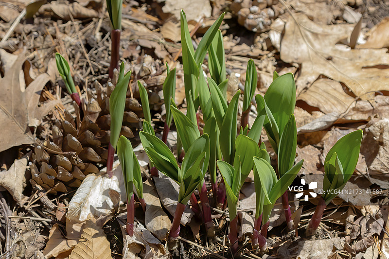 野生蒜，俗称野韭葱、小葱、野生韭菜、木韭菜。北美洲的野生洋葱品种。在加拿大，野生蒜被认为是稀有美味图片素材