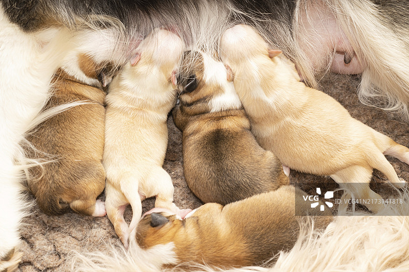 四天大的韦克潘犬（冰岛犬）图片素材