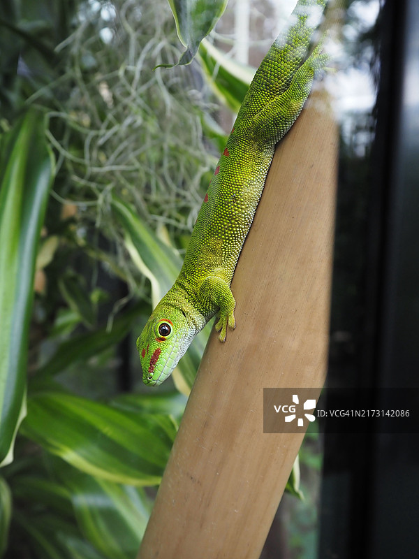 木头上蜥蜴的特写，格雷文马赫，卢森堡图片素材